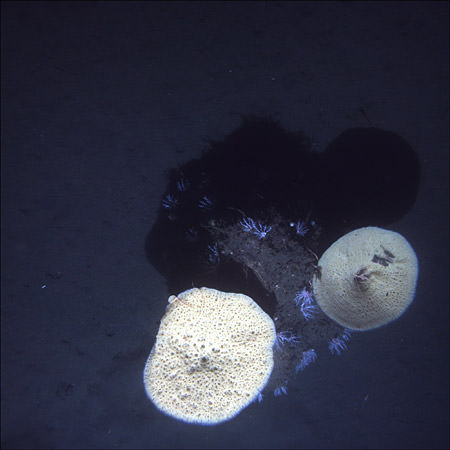 The relatively unexplored depths of Bodega Canyon within the expansion area offer fragile habitat to deep sea sponges, corals, and other invertebrates and fishes. Credit: NOAA