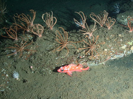 The deep water habitats in the expanded Cordell Bank National Marine Sanctuary harbor deep sea invertebrates and fishes such as these crinoids, sea cucumbers and rosethorn rockfish. Credit: CBNMS/NOAA