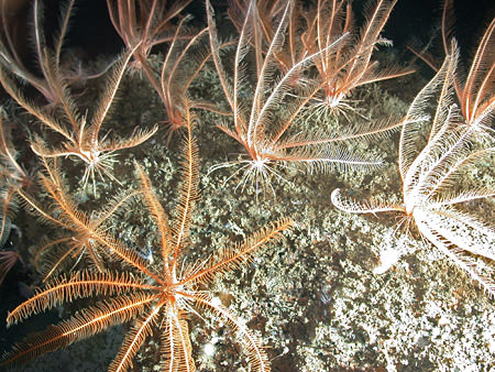 These deep sea crinoids are an ancient seastar that utilize the deep sea habitats in the Cordell Bank National Marine Sanctuary. Credit: CBNMS/NOAA