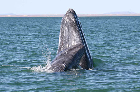 gray whale and calf breaching the water surface