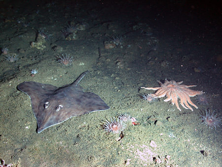 Deep sea habitats in Bodega Canyon, part of the expanded Cordell Bank National Marine Sanctuary provide unique habitat to long nose skate, sunflower stars and more. Credit: CBNMS/NOAA