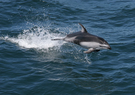 Sometimes seen in herds of over 1,000 animals throughout sanctuary protected waters, Pacific white-sided dolphins are known for their speed and acrobatic leaps. Credit: NOAA/SWFSC/Sophie Webb