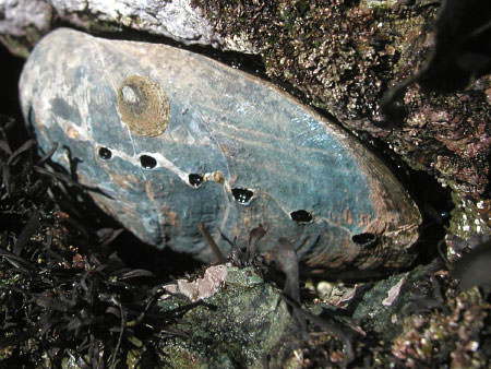 Black abalone are endangered and can be found in the Gulf of the Farallones National Marine Sanctuary. Credit: Steve Lonhart/NOAA