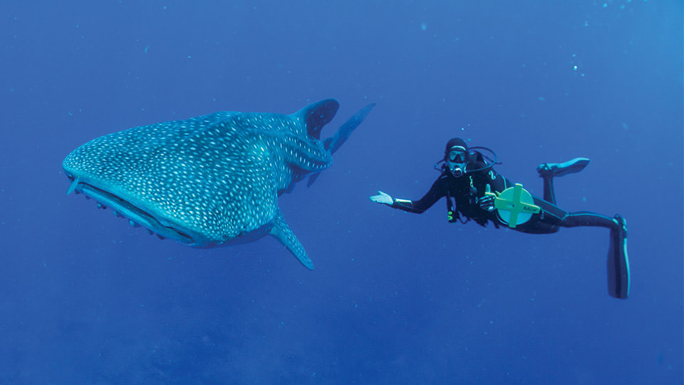 diver next to whale shark