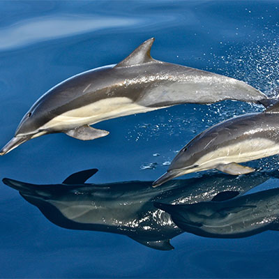 photo of a pair of commmon dolphins