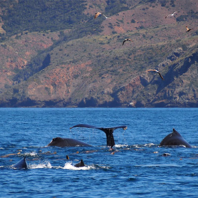 photo of a a squadron of sea lions and some humpback whales