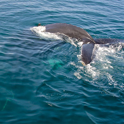photo of a humpback