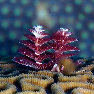 photo of a spanish shawl nudibranch