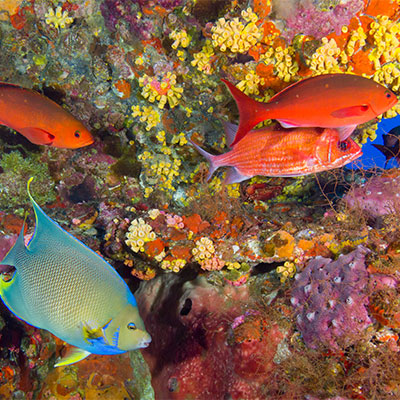 photo of a variety of colorful fish
