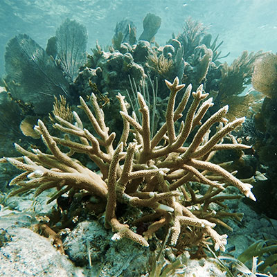 photo of bleached coral