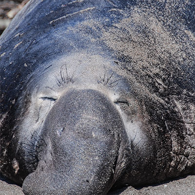 photo of a male elephant seal on the beach