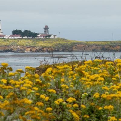 photo a a light station in cambria with yellow flowers in the foreground