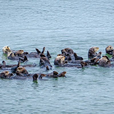 photo of a raft of sea otters