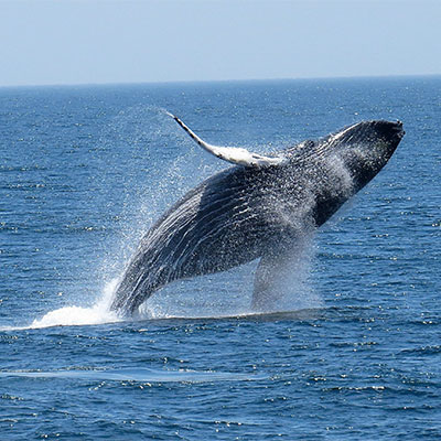 photo of a humpback breaching