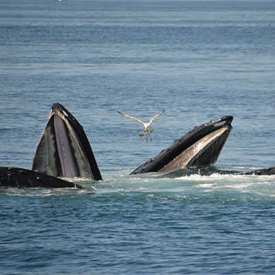photo of two humpbacks feeding