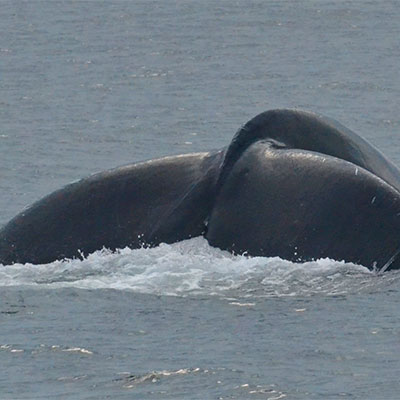 photo of a male humpback whale