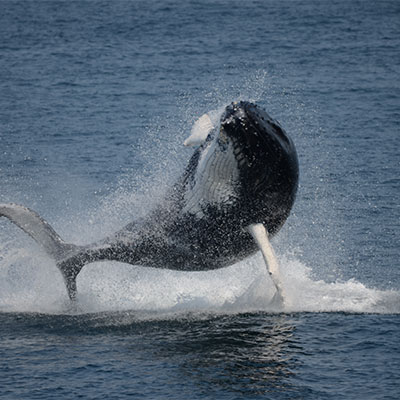 photo of a humpback whale breaching
