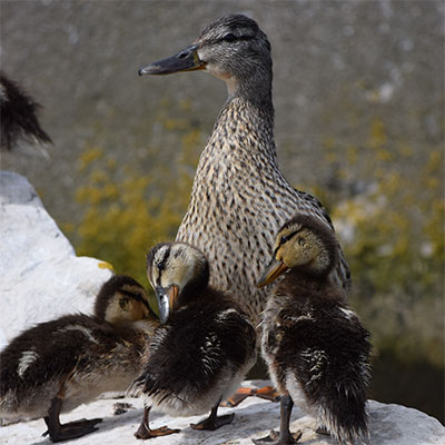 photo of a duck and ducklings