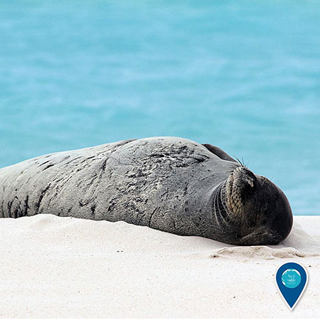 photo of a monk seal napping on the beach