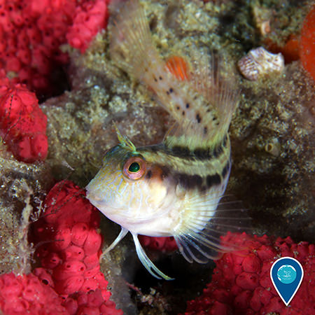 A seaweed blenny fish in Gray's Reef National Marine Sanctuary