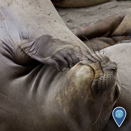 northern elephant seal on the beach scraching its chin