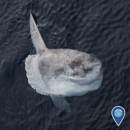 a mola mola or sunfish near the surface of the water