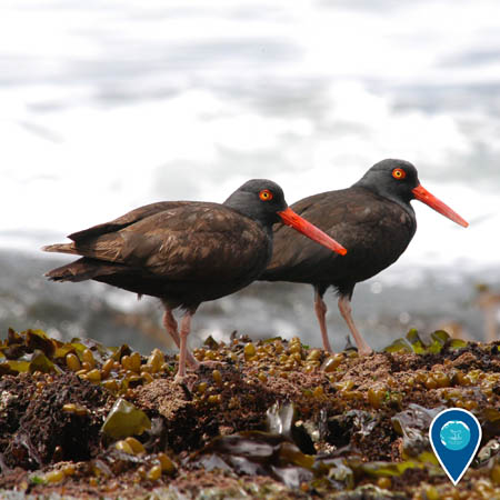 two spotted black oystercatchers on the beach