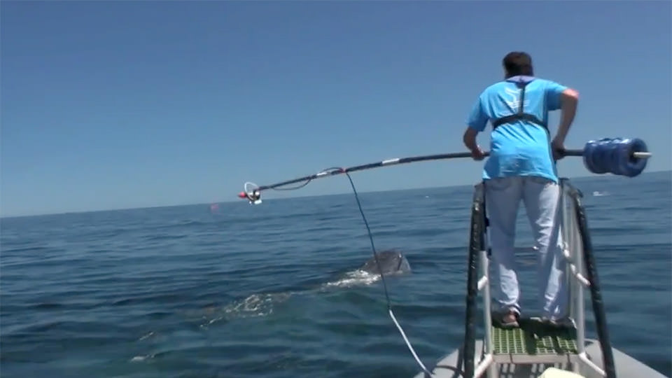 man on a boat about to reach out with a device to tag a breaching whale