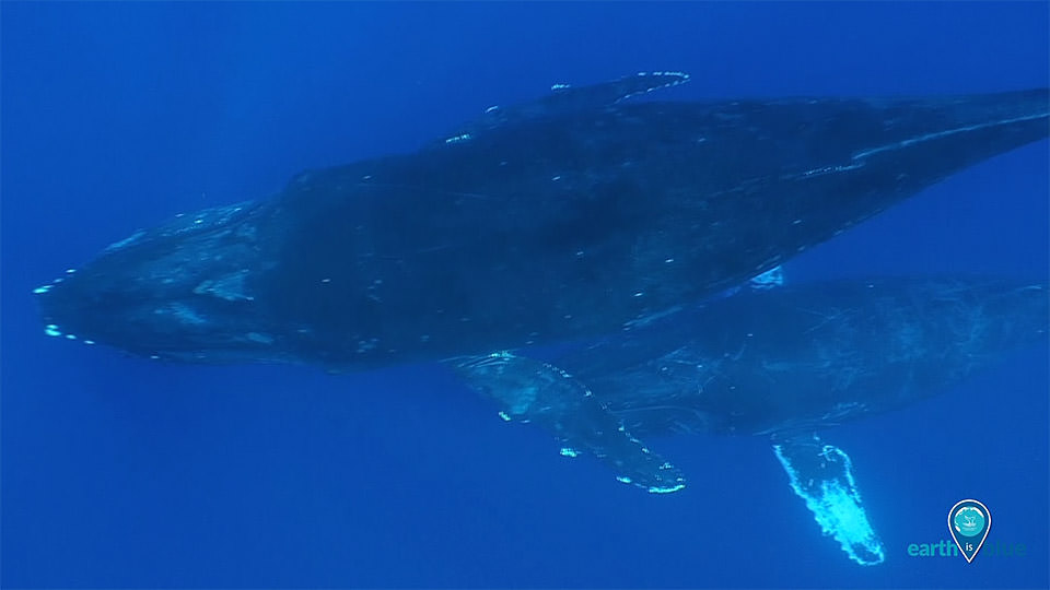 A humpback whale swims in a blue ocean.