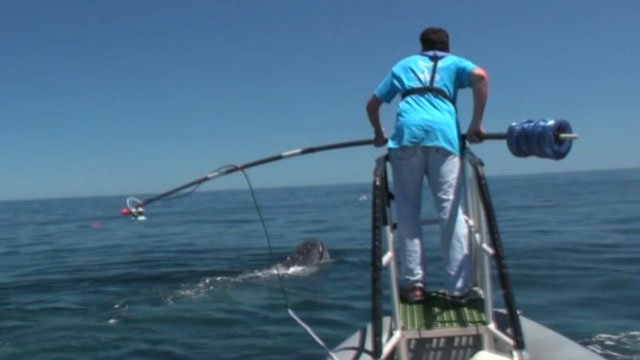 person on a boat with a pole getting ready to tag a whale