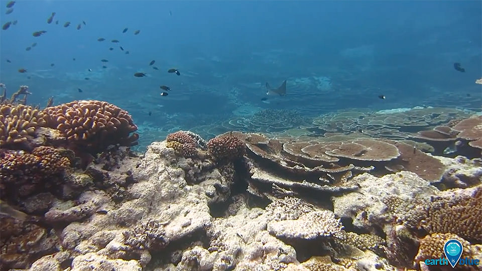 photo of coral in american samoa