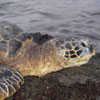 honu - sea turtle
