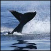 Humpback Whale Photos and Videos