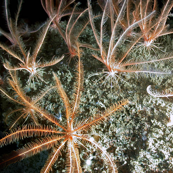 Feather Star or Crinoids