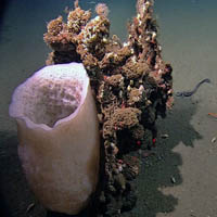 Cylindrical Sponge
