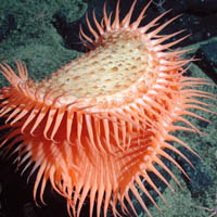 Fly Trap Anemone