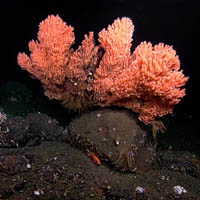 Red Tree Coral