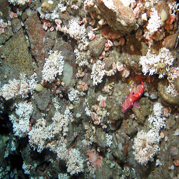 Spider Hard Coral
