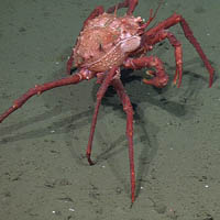 Scarlet King Crab
