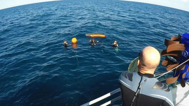 animated gif of a trap being deployed and a lionfish swimming into the trap