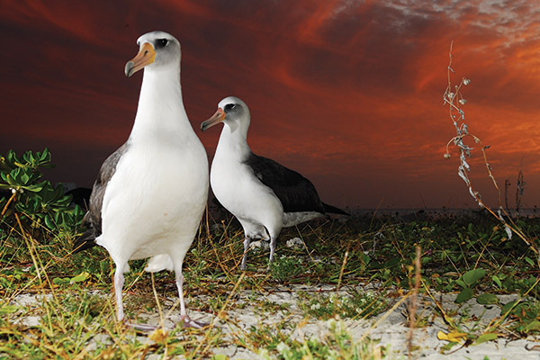 2 laysan albatross with a sunset in the background