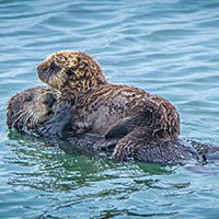 sea otter mother and pup in the water