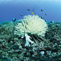 photo of a bleached coral