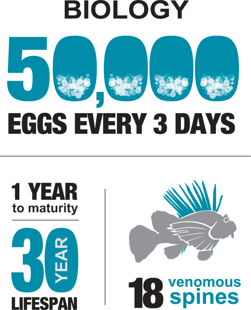 50,000 eggs every 3 days, 30 year lifespan and 18 venomous spines