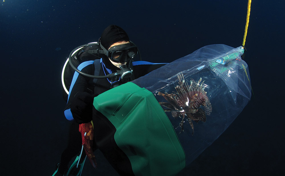 photo of a lionfish being captured by a diver