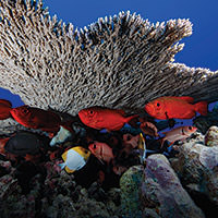 fish resting by a coral reef