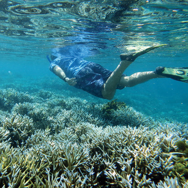 snorkeler swimming above a coral reef NMS of American Samoa; Wendy Cover/NOAA;