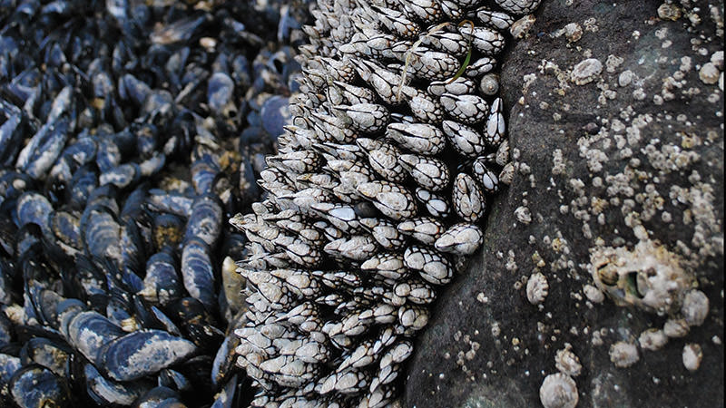 photo of goose barnicles and mussels