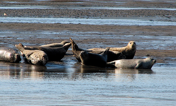 harbor seals resting on the beach
