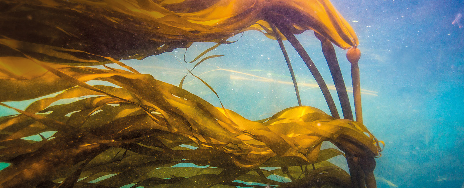 Bull kelp floating in the water